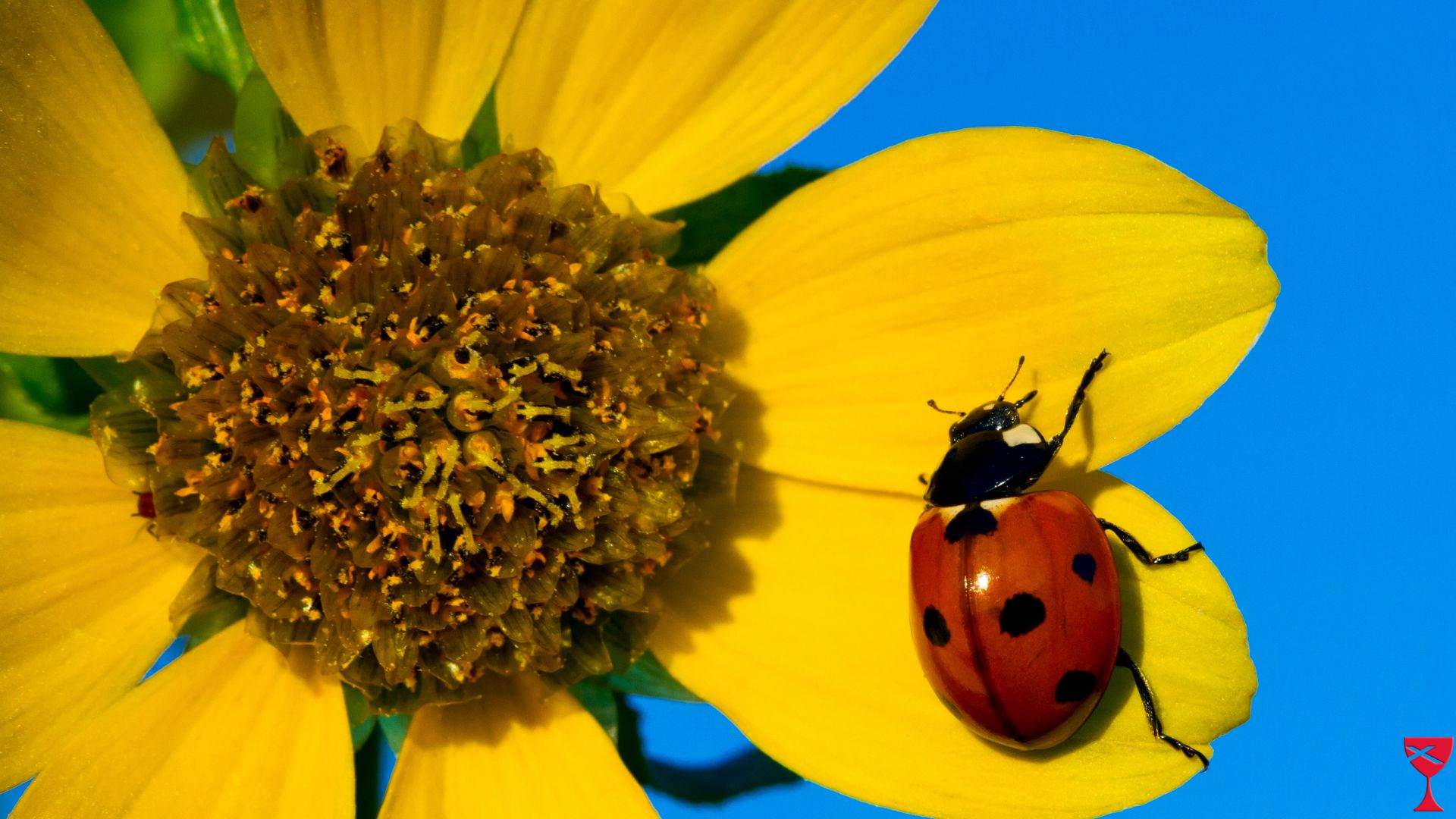 mccc-flower-bug